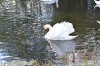 Picture of Ducks, Longleat