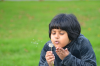 Picture of Dandelions