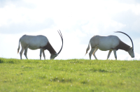 Picture of Longleat, Mountain Goats