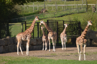 Picture of Giraffes, Longleat