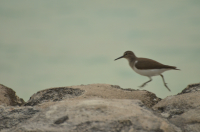 Picture of Maldives, Bird