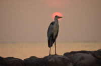 Picture of Maldives, Bird